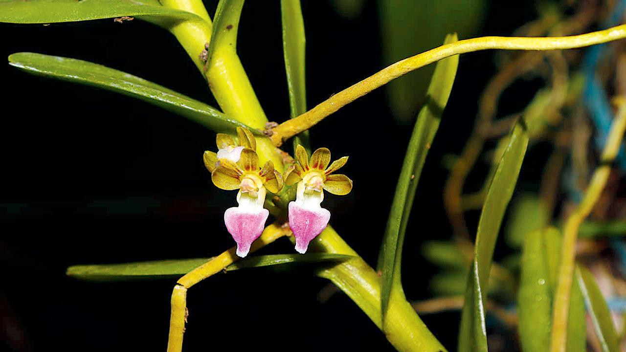 An orchid in bloom at the park