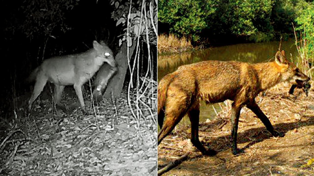 Mumbai: Rabies claims third jackal, forest department launches probe
