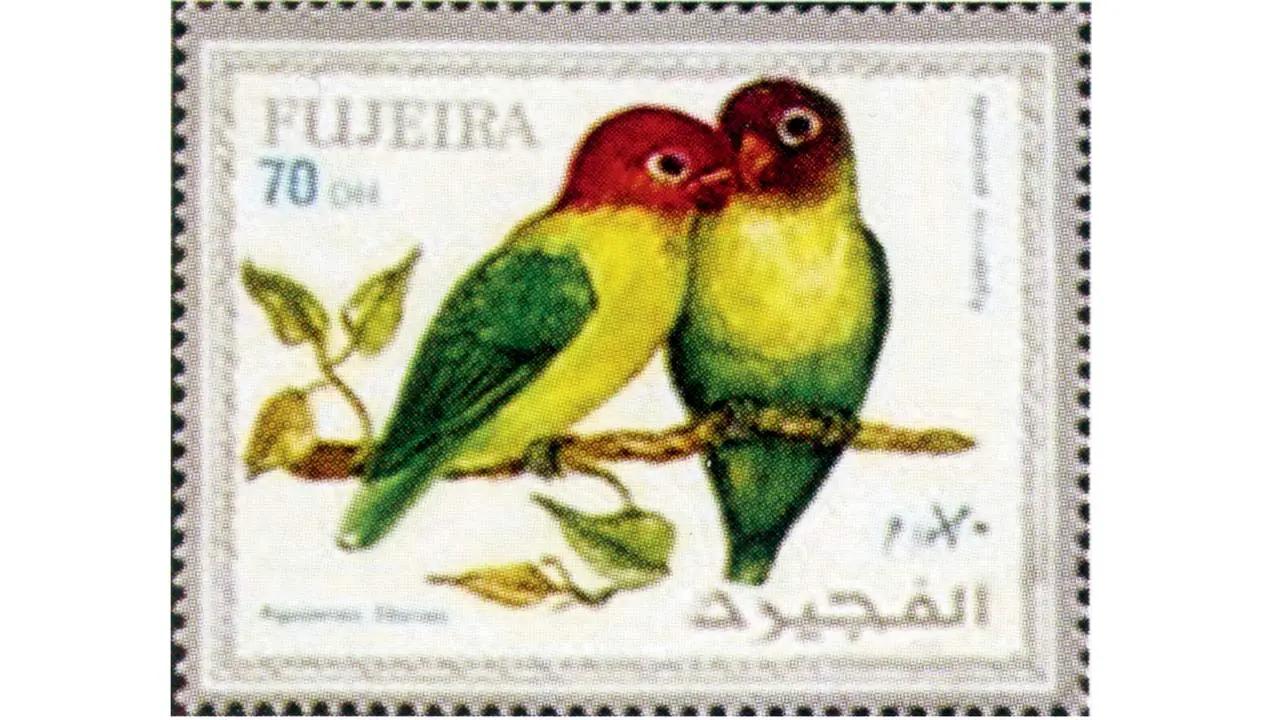 Published 1972Lilian’s Lovebird (Agapornis lilianae) belongs to the Psittacidae family. Their existence is threatened by floods, trapping for trade, and poisoning. They’re also considered pests to agriculture.