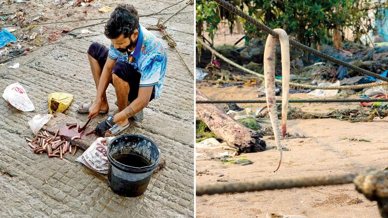 Mumbai: Marine snakes being killed, used to trap crabs in Marve, says animal activist