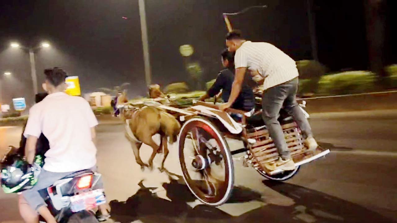 Screengrab of the viral video showing horse-cart racing on the highway. Pics/Rajesh Gupta 