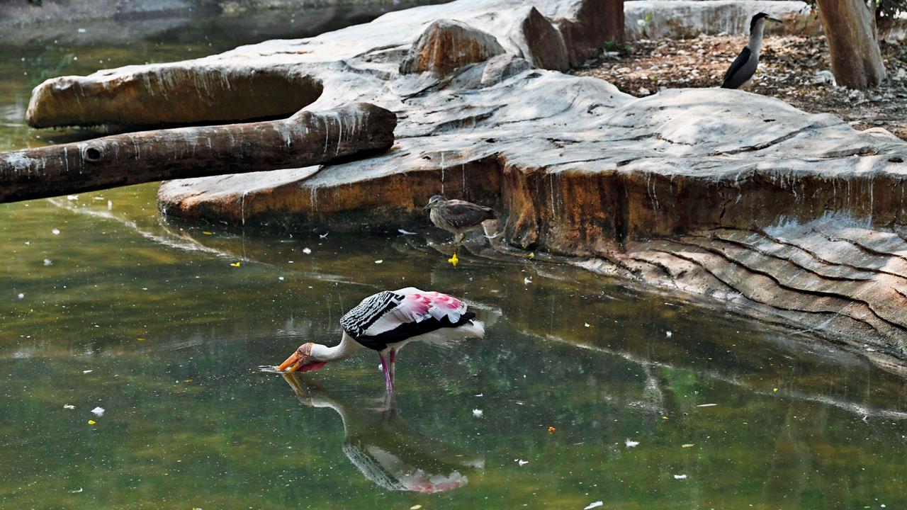 A stork at the aquatic birds enclosure inside the Zoo  