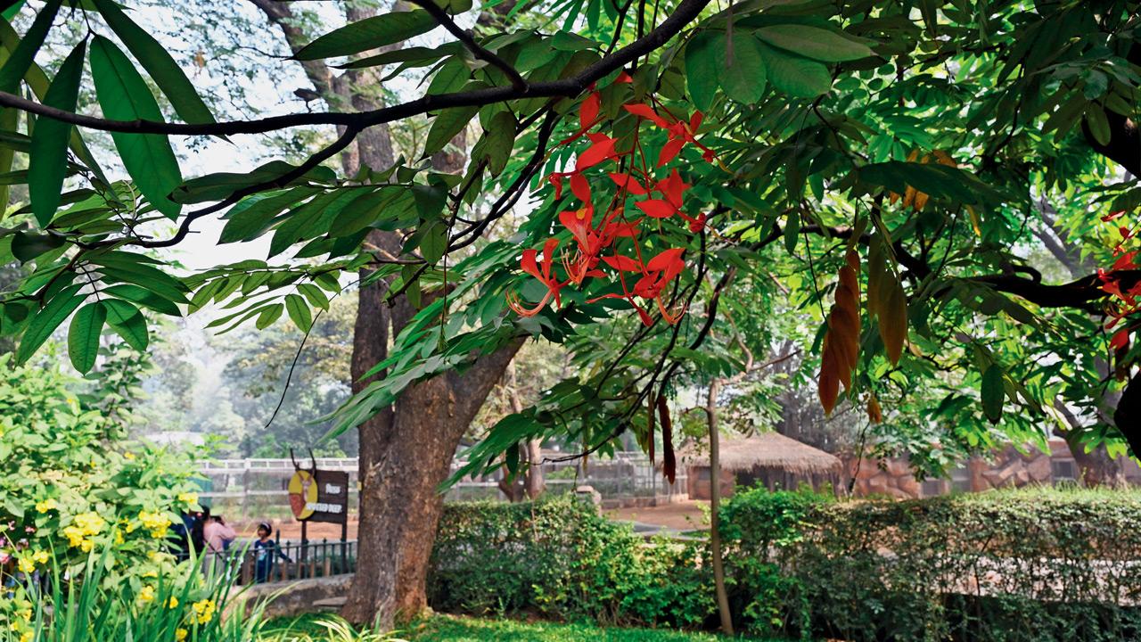 A Pride of Burma tree in bloom