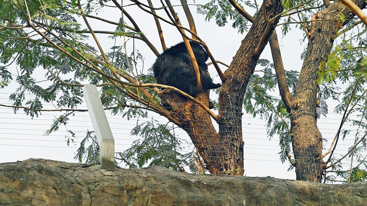 A sloth bear takes a nap