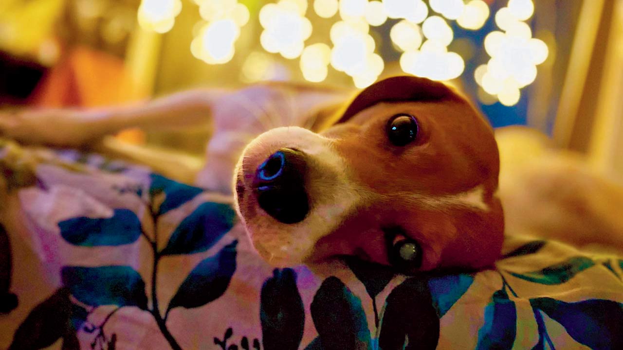 Christmas traditions in the Paul household involves putting up the lights with the help of therapy dog Looney and Silly, who are then rewarded  with an annual treat of turkey legs
