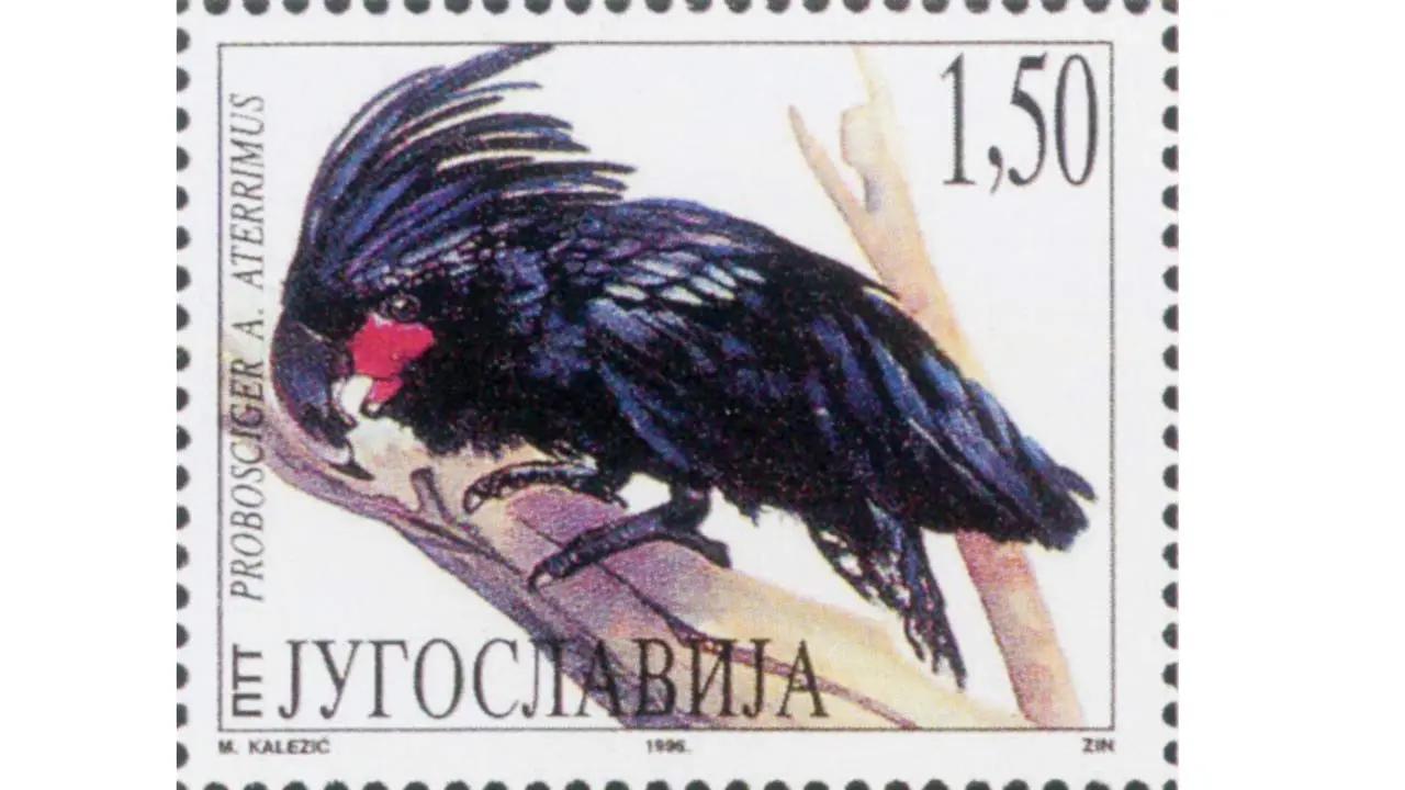 Published 1996The Palm Cockatoo incubates a single egg for 30 to 33 days. They do not fledge their nests for 100 days—the longest in parrot world.