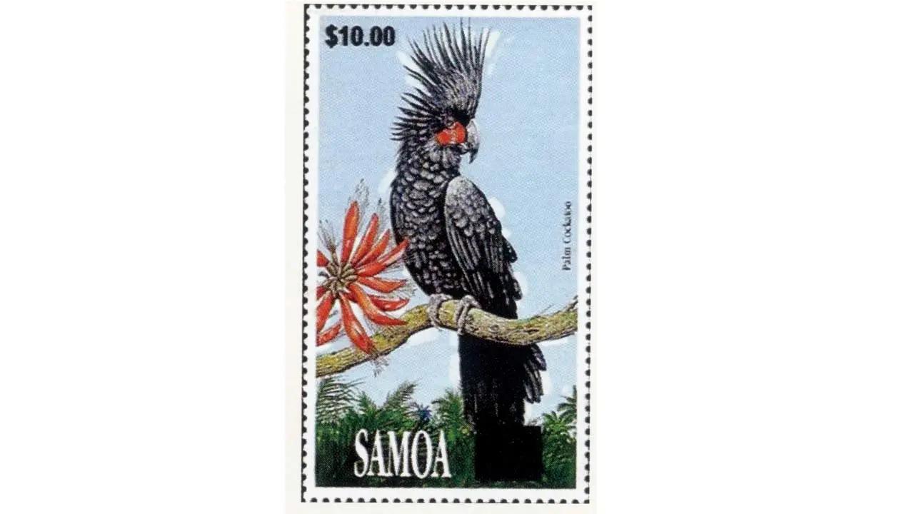 Published 1991, 2022The Palm Cockatoo (Probosciger) belongs to the Cacatuidae family and was labelled ‘near threatened’ in 2023.