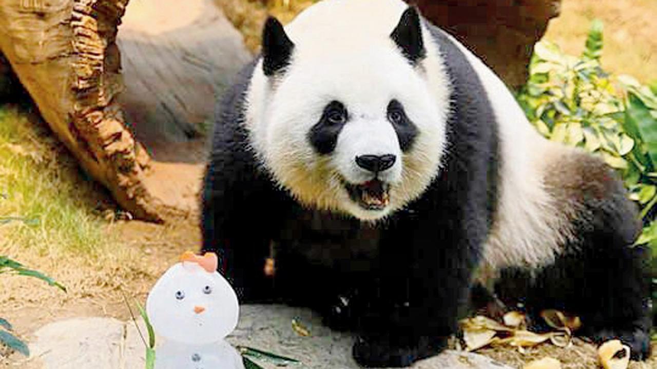 Giant pandas celebrate 1st Christmas in Hong Kong
