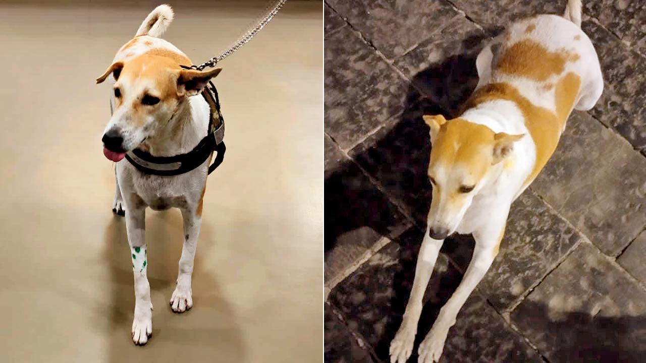 Rony, the female stray who turned saviour
