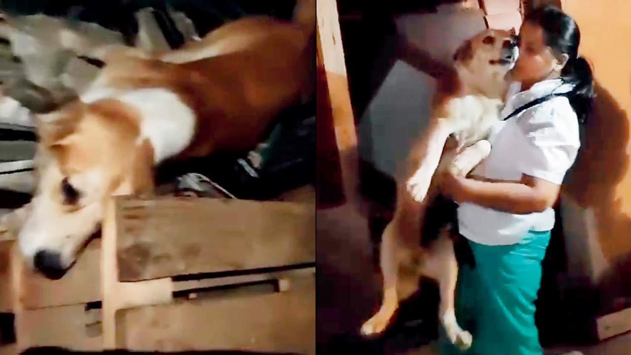 ‘Rescued dogs’ found under heaps of scrap at Badlapur shelter house