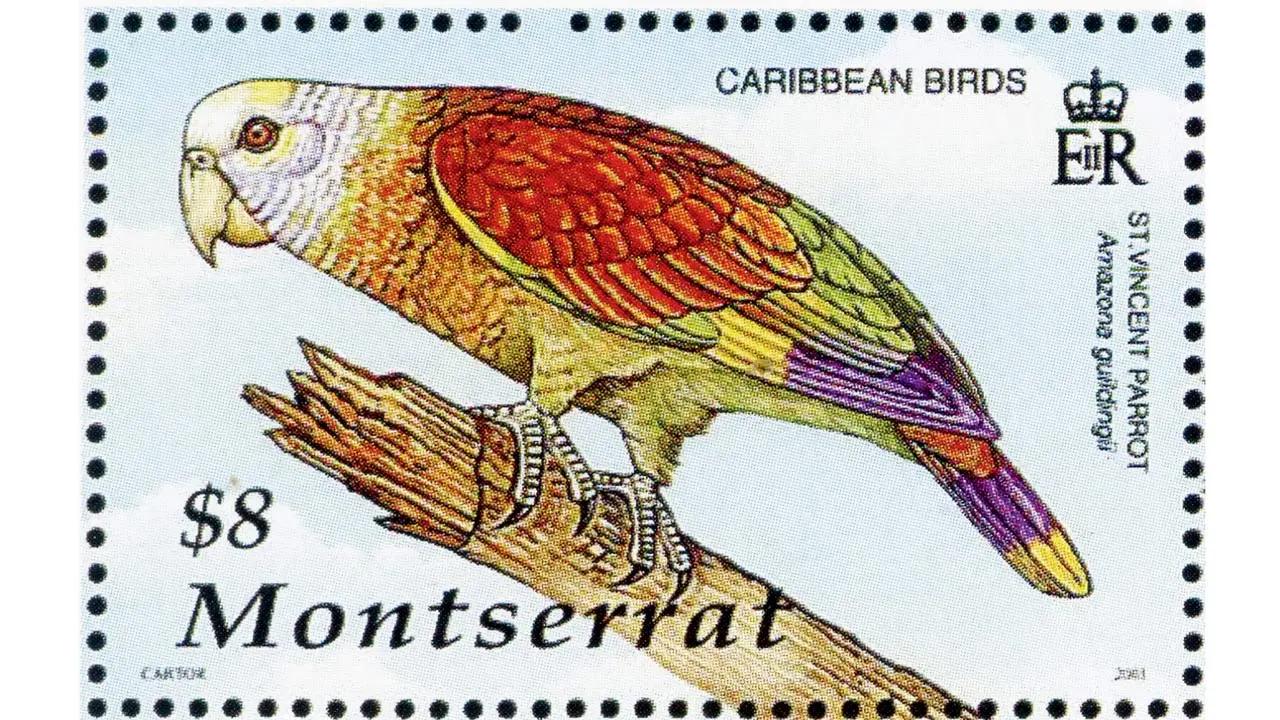 Published 2001The Saint Vincent Amazon (Amazona guildingii) is especially vulnerable since their life span is only around 30 years.