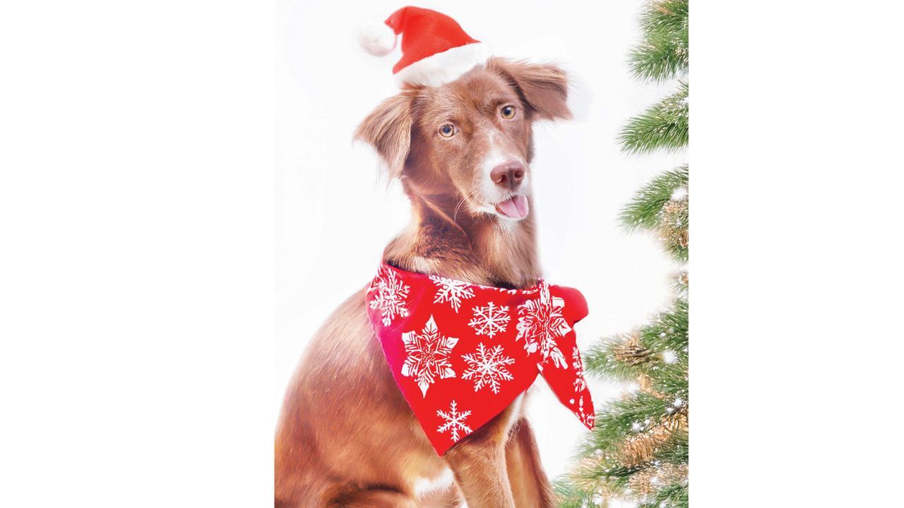 Make Christmas special for your furry friends with this photoshoot in Thane
