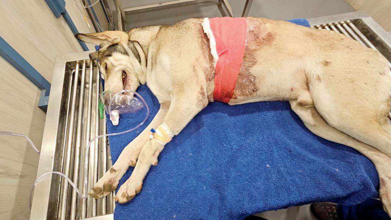 Oshiwara: Housing society dog shot at with air gun