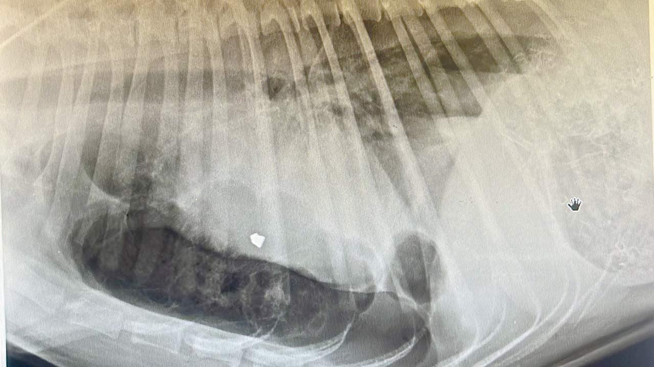 X-ray reports show the pellet still lodged inside Gulfi’s body