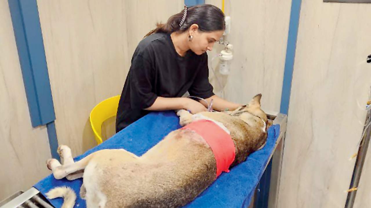 A badly injured Gulfi with his caretaker, actress Pooja Yadav