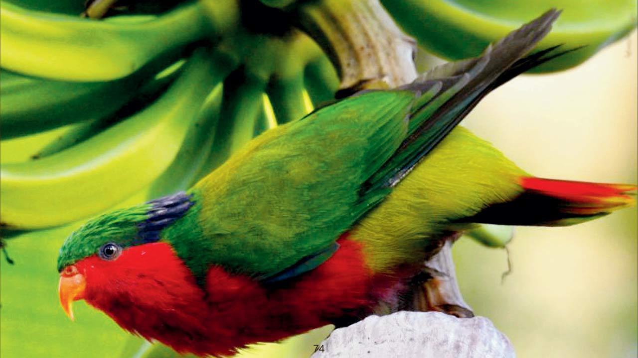 This book puts spotlight on endangered parrot species of the world