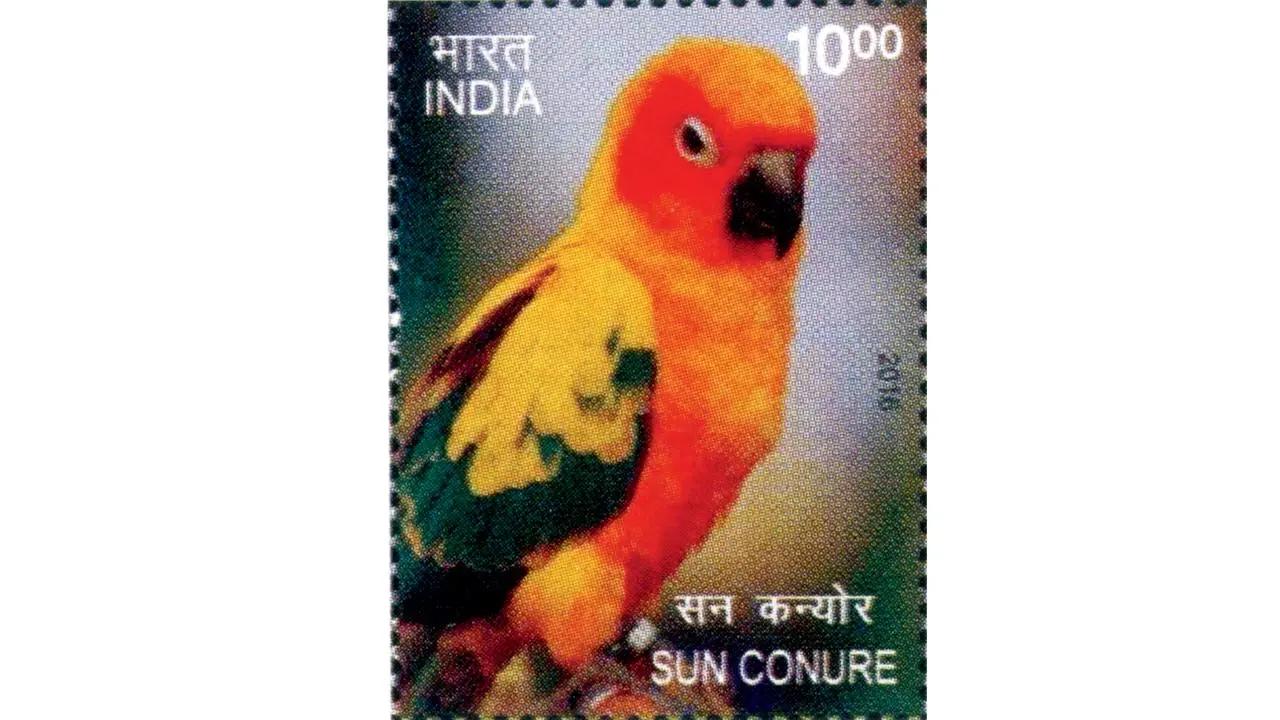 Published 2016The endangered Sun Parakeet or Sun Conure (Aratinga solstitialis) belongs to the Psittacidae family.