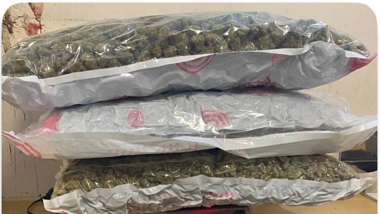 Passenger from Bangkok arrested at Mumbai airport for smuggling hydroponic weed worth Rs 11.32 crore
