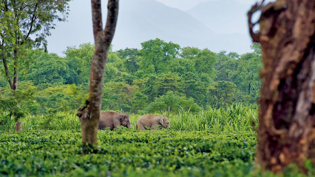 An adult male and female elephant. Pics/Arjun Kamdar