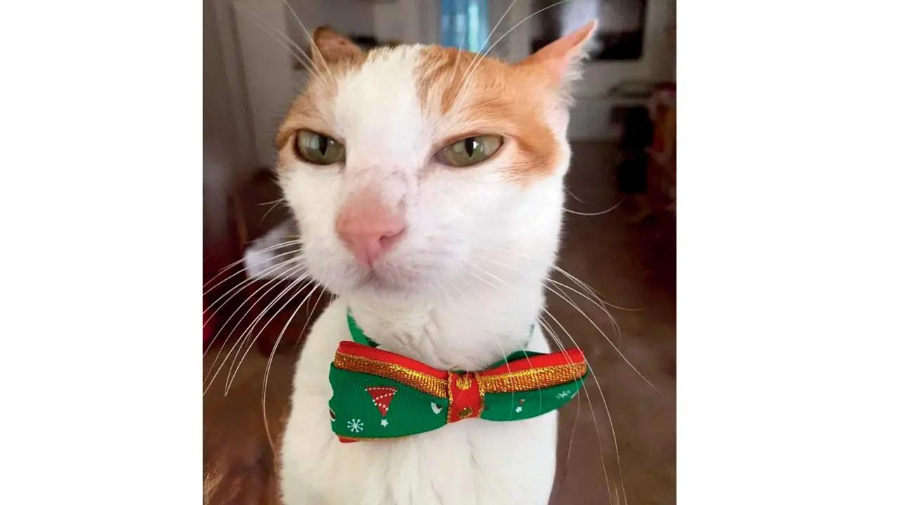 Cat-proof it!
For those with cats, Christmas decorations can be an even greater challenge. Cats naturally climb on, explore, and swat things that move or dangle. Here are some specific tips for a cat-friendly Christmas