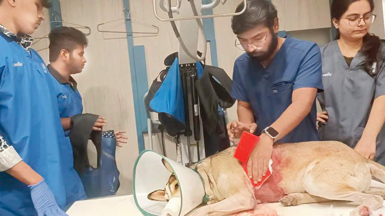 Vets attend to a critically injured Wolfy