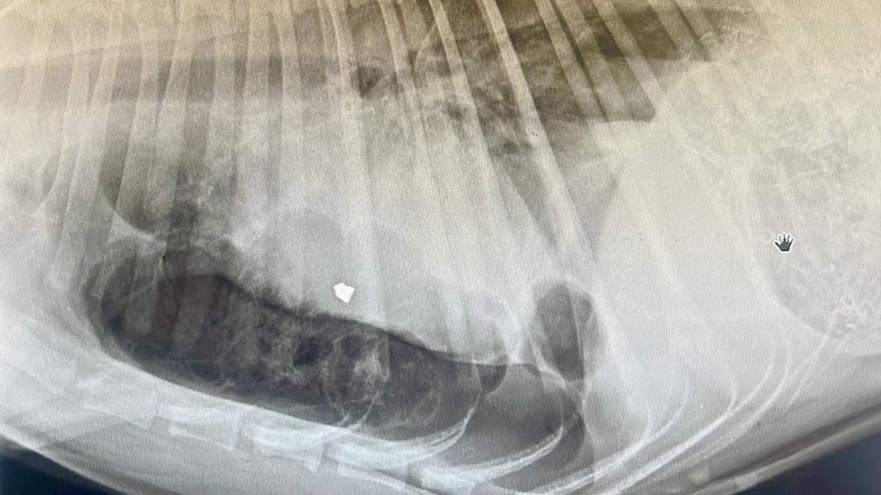 X-ray reports show the pellet lodged inside the canine’s body