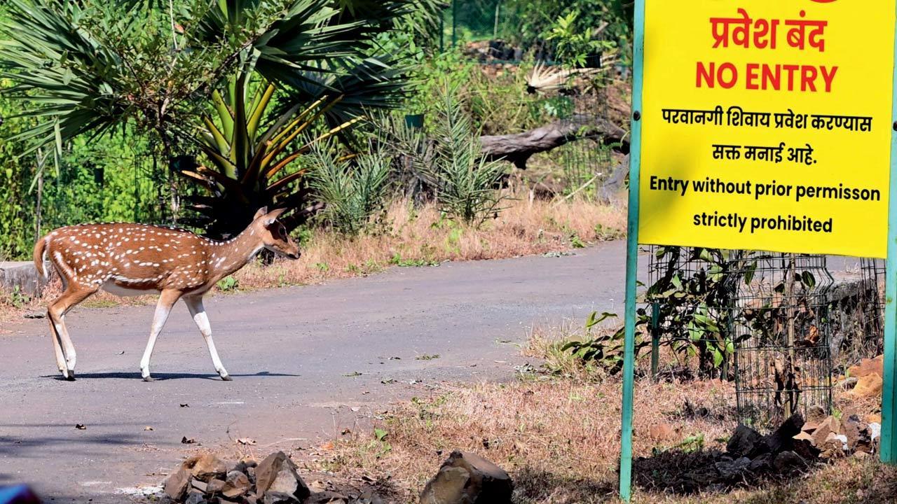 Mumbai Diary: Thursday Dossier