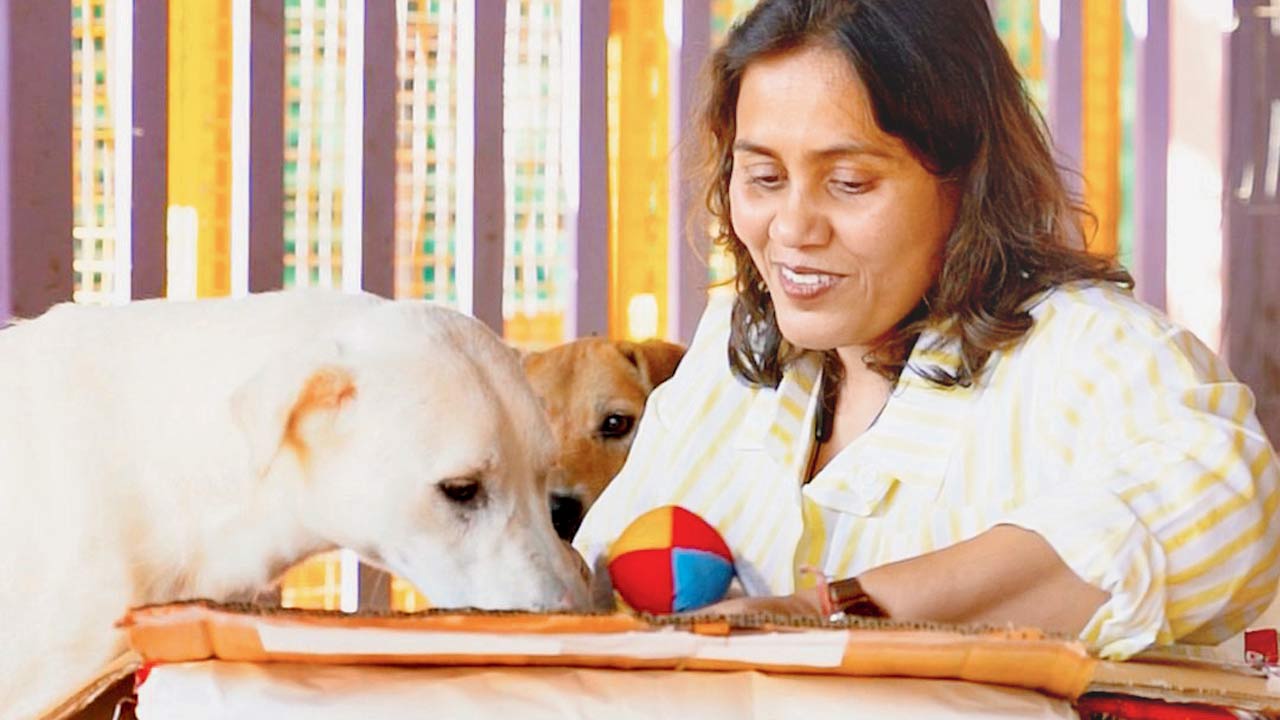 A pet peeks into its gift box at a previous gifting event