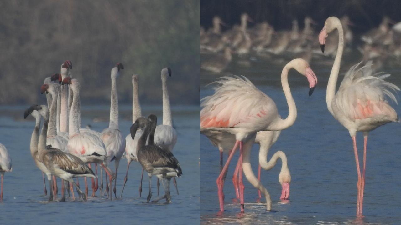IN PHOTOS: Flamingos spotted near Bhandup pumping station in Mumbai