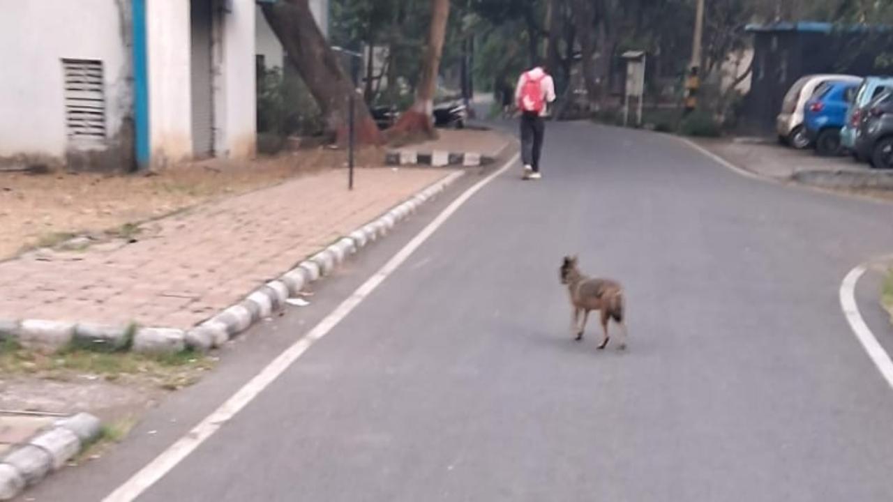 Mumbai: 22-year-old man bitten by golden Jackal in Chembur; forest department steps in
