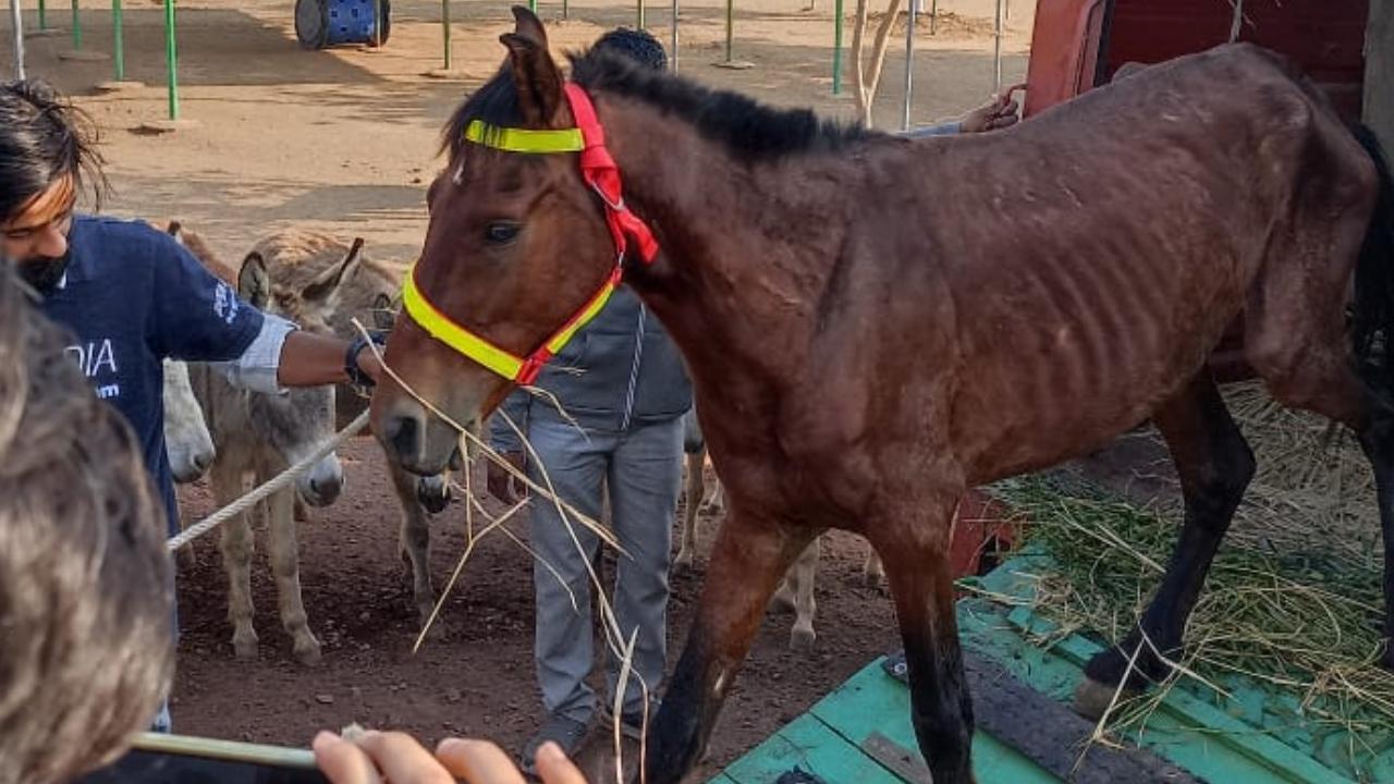 A Vikhroli court in Mumbai granted a Maharashtra-based sanctuary interim custody of twelve horses. Pics/Rajesh Gupta