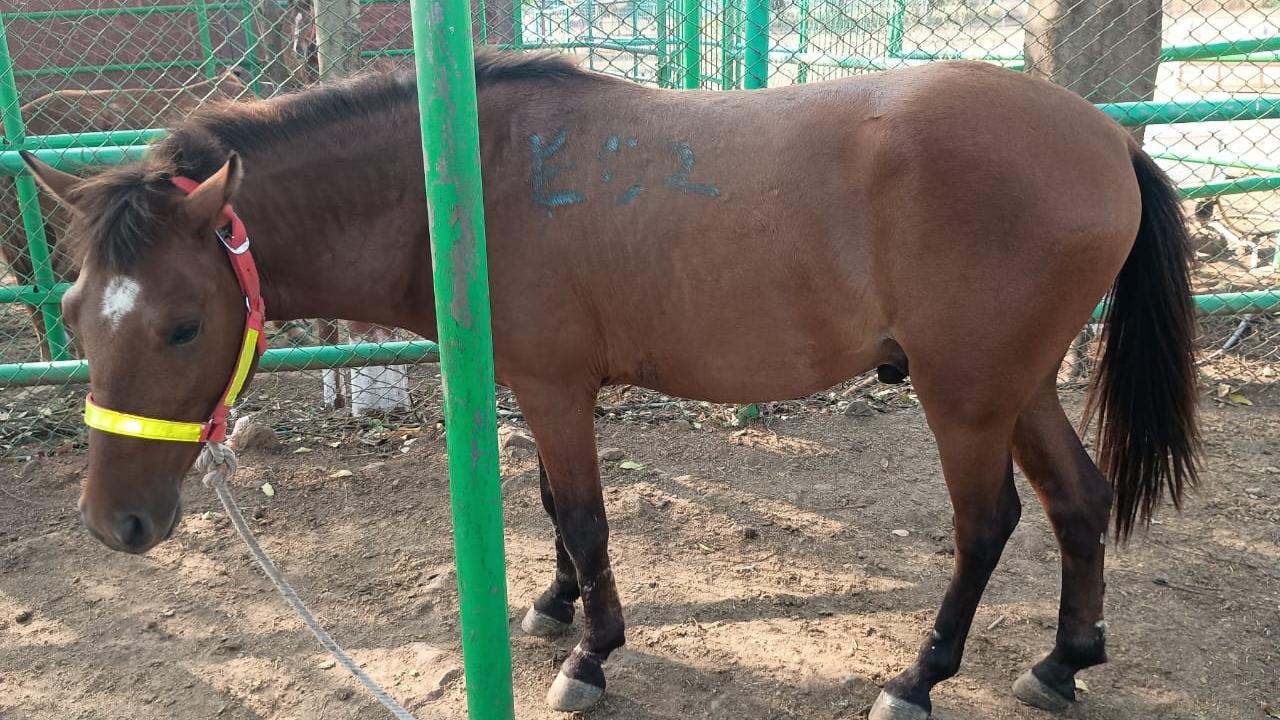 PETA collaborated with the police and ensured all twelve horses were seized