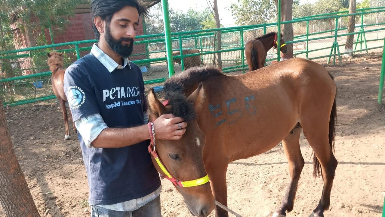 The video reportedly showed 6-8 horse carts, accompanied by dozens of bikers following and recording the race while supporting the activity. The horse carts were seen speeding on the highway