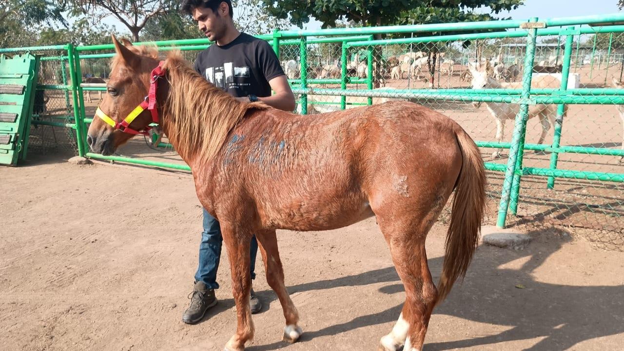 The CCTV cameras installed on the highway later identified the organisers and horse owners