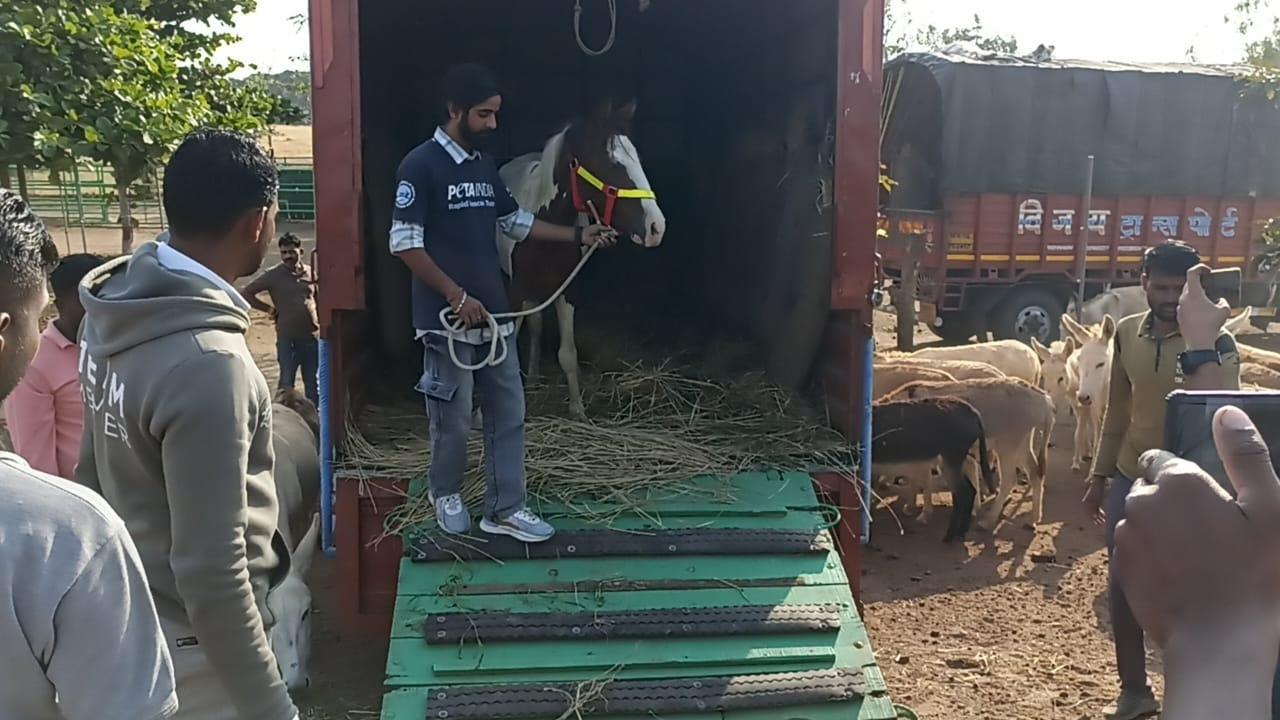 Horses used for illegal racing in Mumbai rescued, shifted to sanctuary by PETA