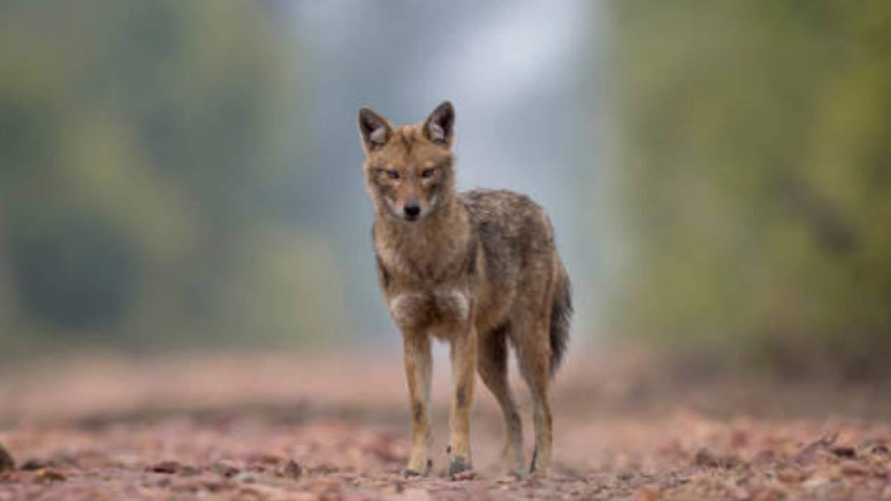 Jackal attacks Pilibhit man, killed by villagers