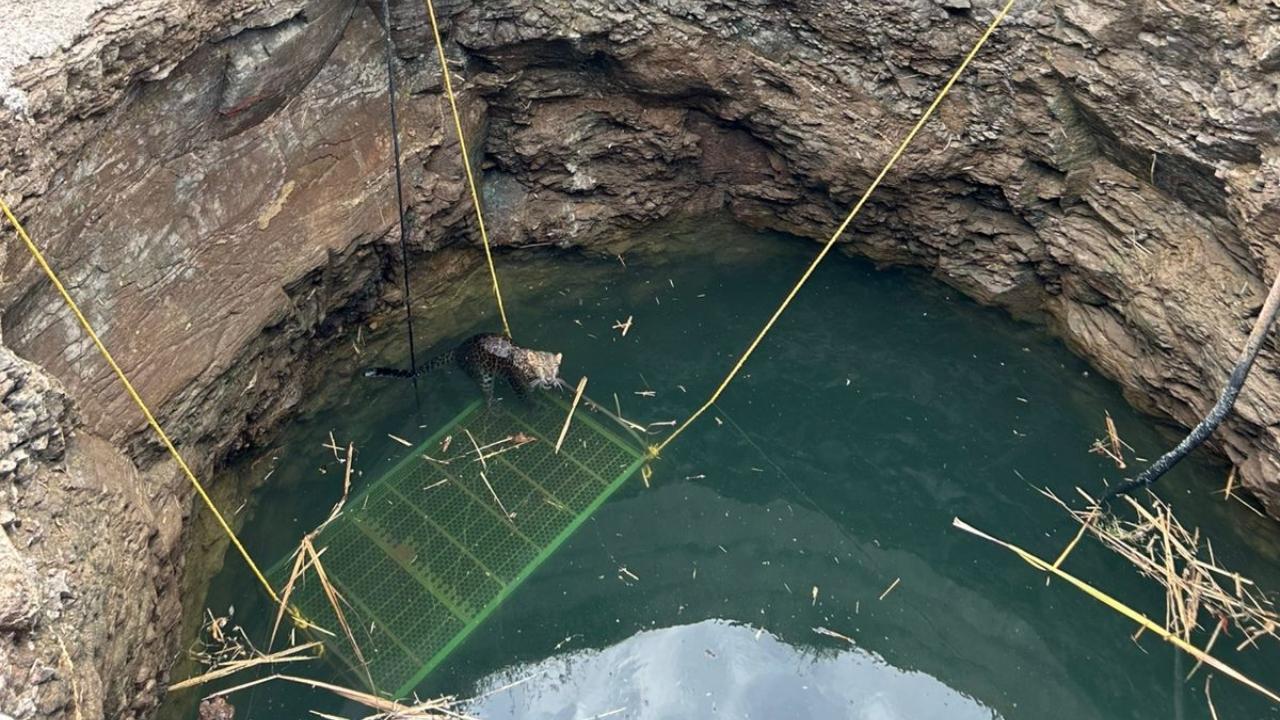 Leopard rescued from open well in Srigonda Taluka of Ahilya Nagar