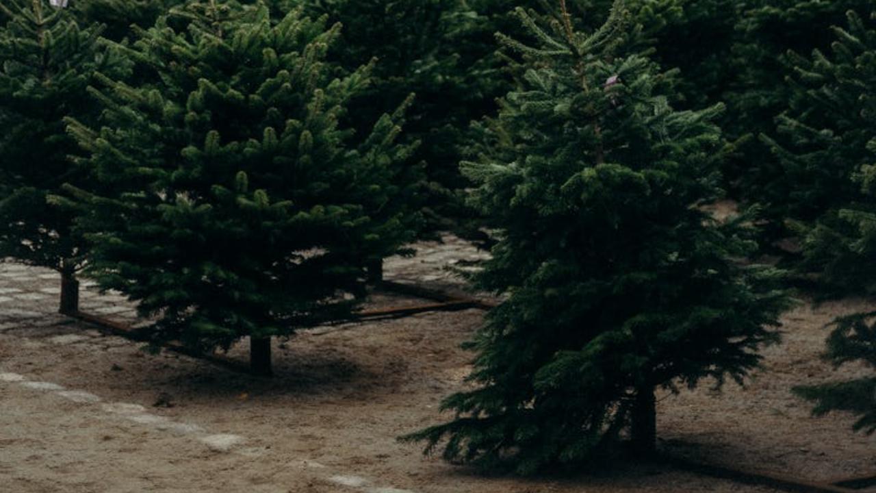 Beware of marking: Cats may mark their territory on unfamiliar-smelling trees. Opt for natural trees they are familiar with. You can also use a natural tree in a heavy pot that won’t tip over. Add fabric strings (not plastic) for your cat to play with safely.