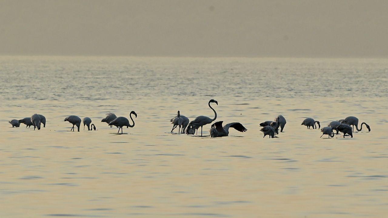 As the winter chill settles in, Mumbai and its surrounding areas are once again welcoming both the Greater Flamingos (Phoenicopterus roseus) and the Lesser Flamingos (Phoenicopterus minor), known for their stunning hues and elegant postures