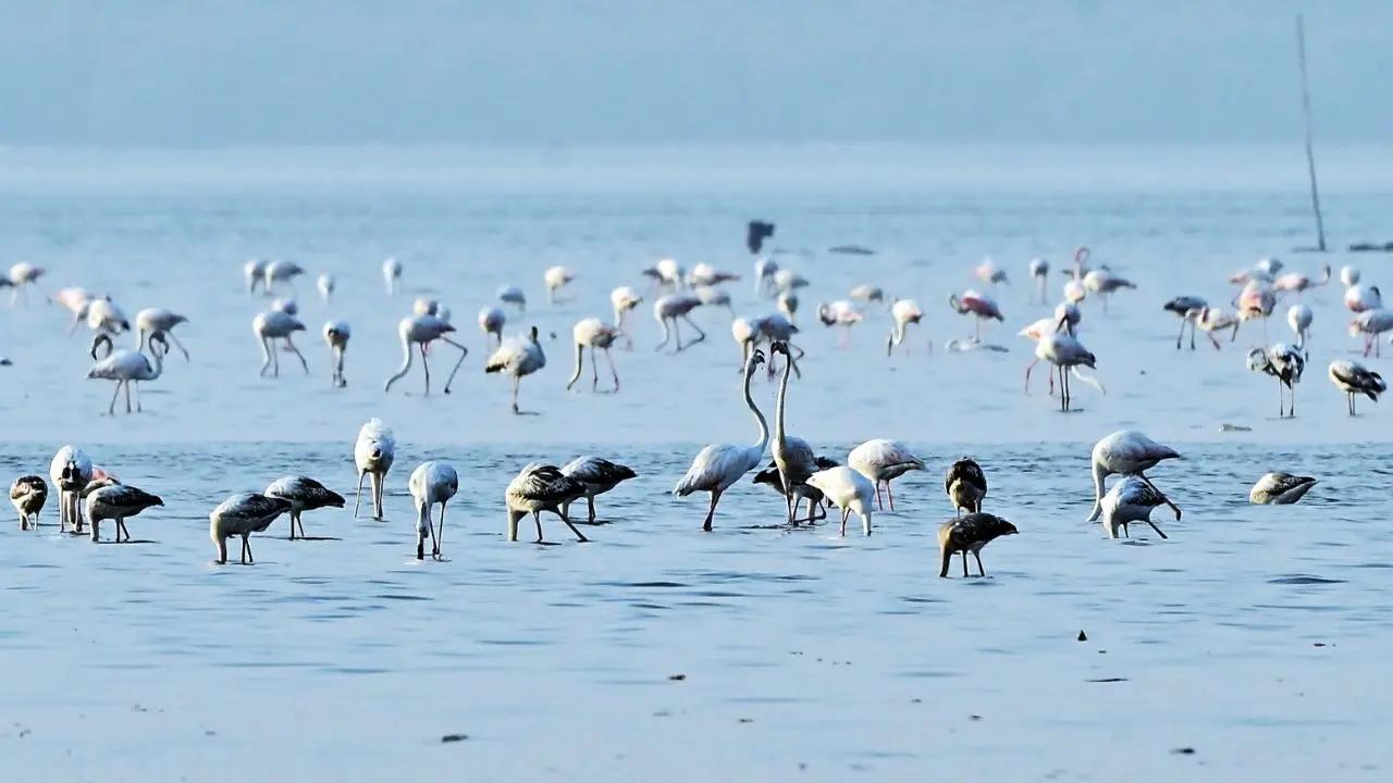 The first batch of graceful pink flamingos seen at Vashi Creek in Navi Mumbai on December 10, signaling the start of their much-anticipated winter migration. (PIC/Shadab Khan)