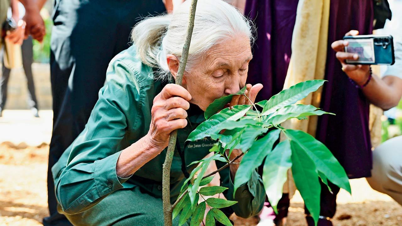 Wildlife Conservationist Dr Jane Goodall, 90, on a visit to Sanjay Gandhi National Park. Pic/Nimesh Dave