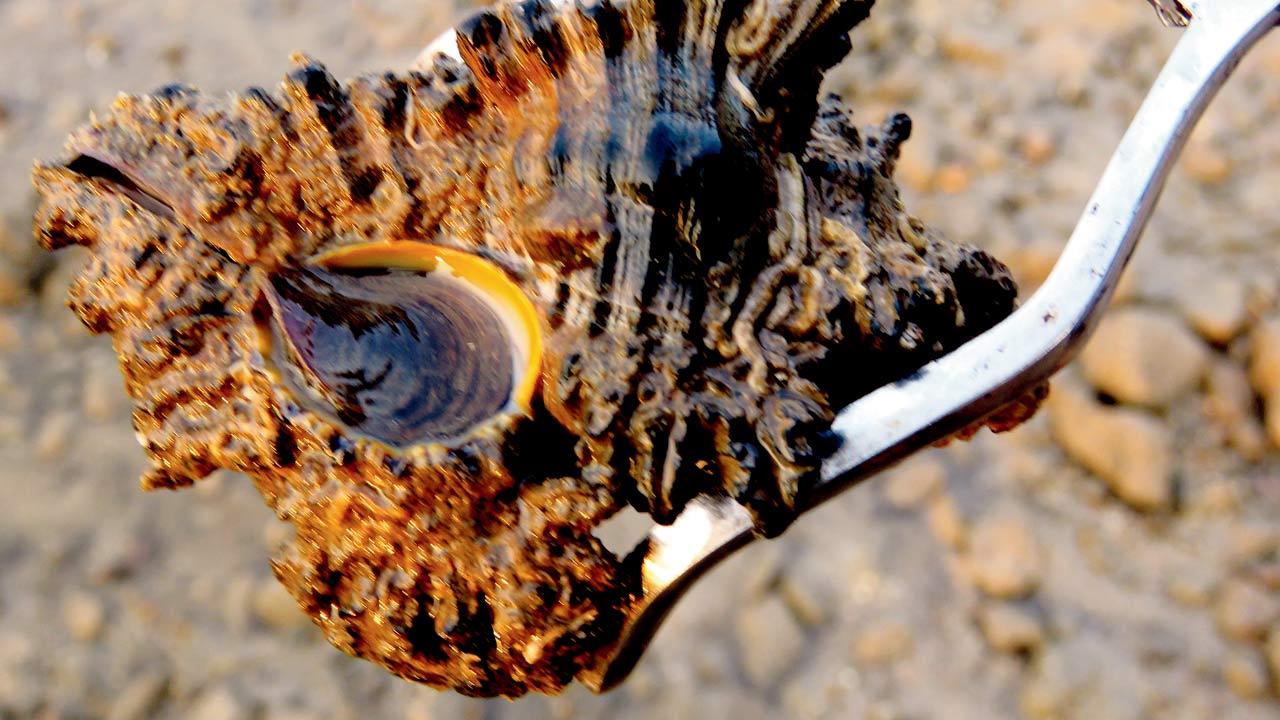 Images from the book show some species found along the coastline, such as such as Blue Button (Porpita porpita) and Adusta Murex (Chinoreus brunneus)