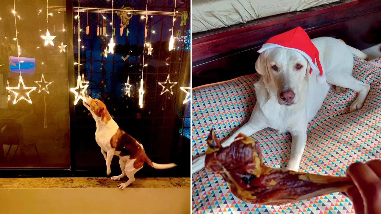 Christmas traditions in the Paul household involves putting up the lights with the help of therapy dog Looney and Silly, who are then rewarded with an annual treat of turkey legs
Shatterproof ornamentsTraditional glass ornaments are pretty, but they can be hazardous around pets. If your pet gets the zoomies, they can knock down the tree easily, causing injuries from glass shards. Opt for shatterproof ornaments. Luckily, most shops in Mumbai sell plastic or fabric ornaments that are equally aesthetic as glass counterparts; they’re also easily available online. They can be reused for years and are easy to store, too! However, prices may vary for a more realistic-looking ornament. Hang them higher on the tree to reduce the risk of accidents—guess the out-of-reach limit as per your dog/cat’s standing-on-hind-paws height.