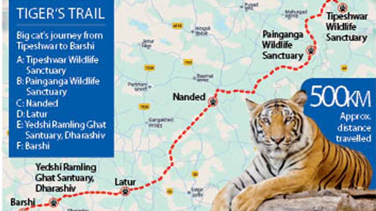 Tipeshwar tiger’s epic trek to Solapur district