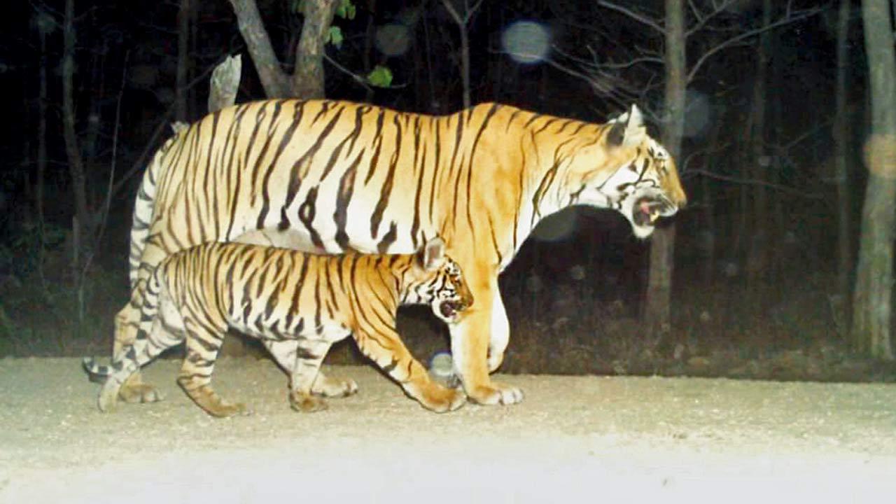 Born in Yavatmal sanctuary, tiger travels 500 km to Solapur district