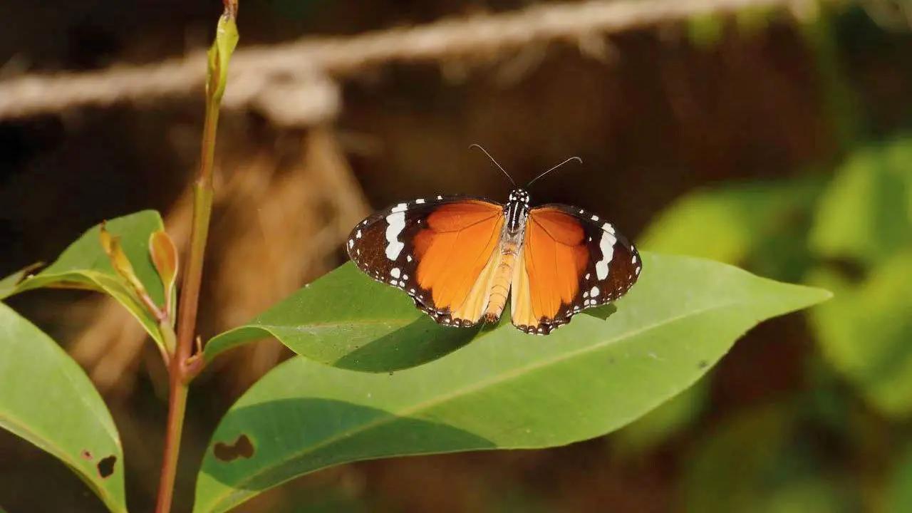 Take a stroll with butterflies
Walk: Embark on a serene walk as you explore the butterfly trail. Discover the vibrant world of butterflies, learn about their vital role in the ecosystem, and experience the wonders of nature up close.TIME 8 am to 10.30 amMEETING POINT Sanjay Gandhi National Park, Yeoor Manpada Entry Gate, Thane West.CALL 8591382079COST Rs 250 (for adults); Rs 125 (for kids)