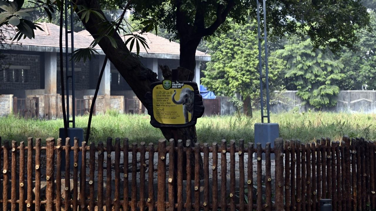 However, Byculla lost its last elephant when the 59-year-old Anarkali passed away on November 10 and with her death, there will be no more elephants at the iconic Veermata Jijabai Bhosale Udyan, in compliance with a central government ban on the intake and housing of elephants