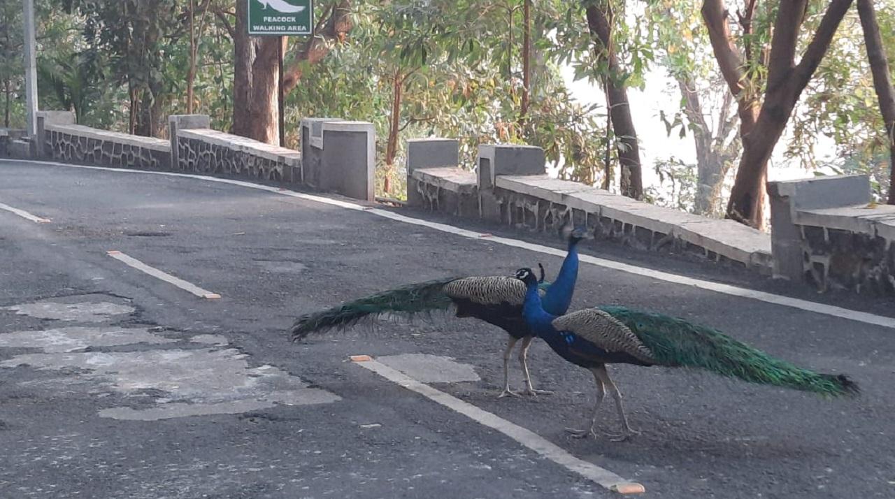 Raj Bhavan, the Maharashtra Governor's official residence, is known for the presence of several peacocks and peahens on its sprawling campus