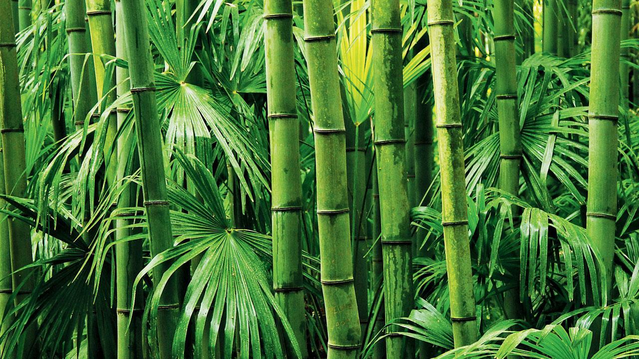 Five lakh bamboo plants to be grown along Eastern, Western Express Highway