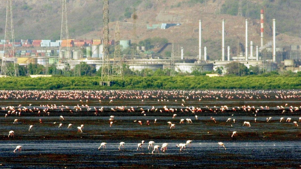 Spot flamingos in Mumbai now and test your knowledge about them with this quiz